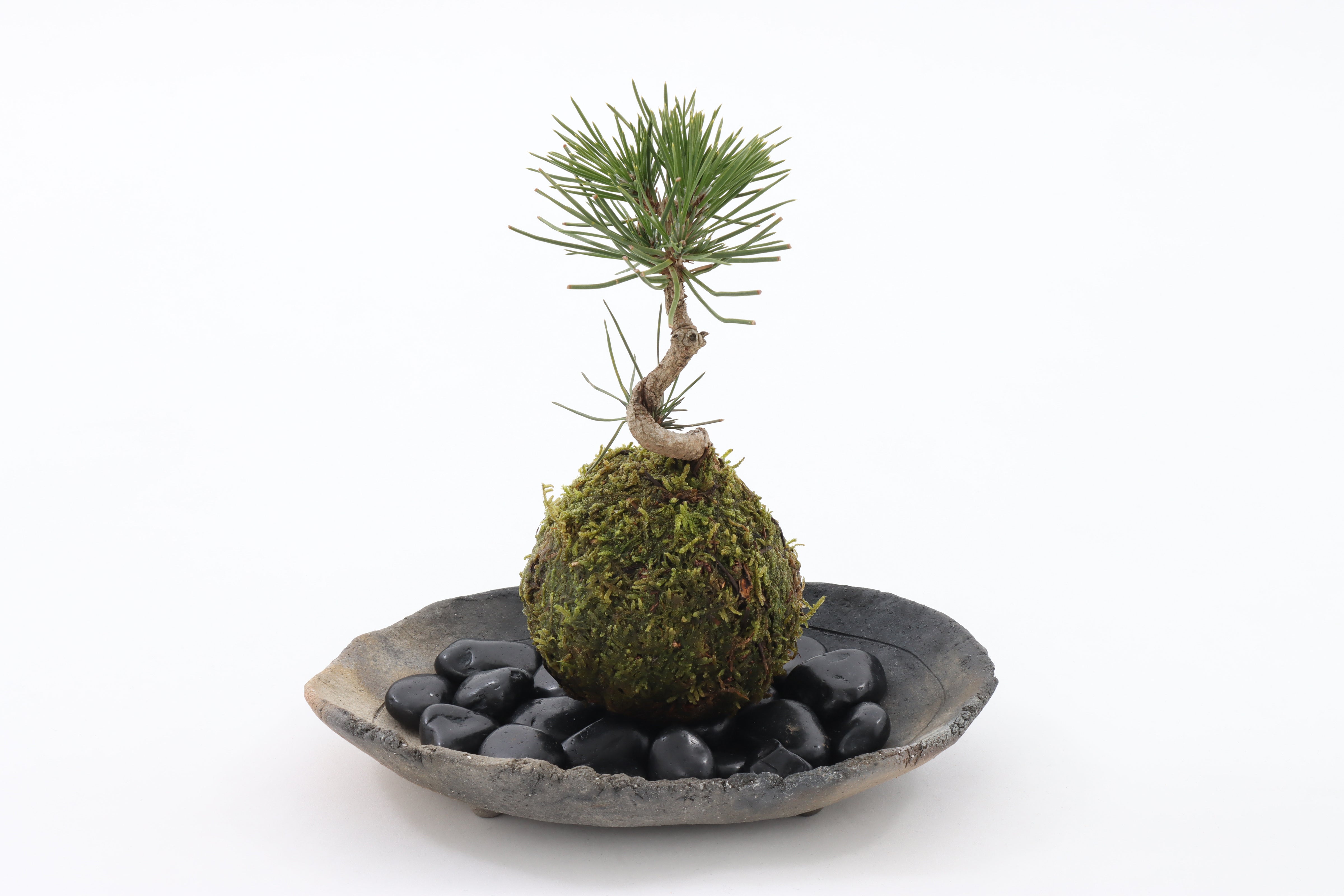 松の苔玉盆栽 – ホテル椿山荘東京オンラインストア