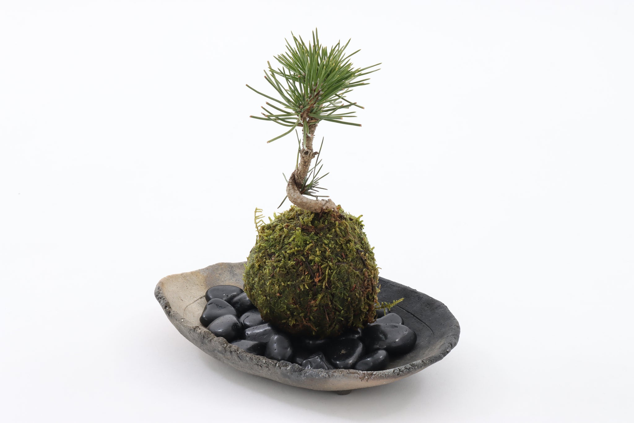 松の苔玉盆栽 – ホテル椿山荘東京オンラインストア